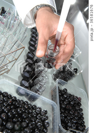 Wine quality control testing in modern laboratory 36581676