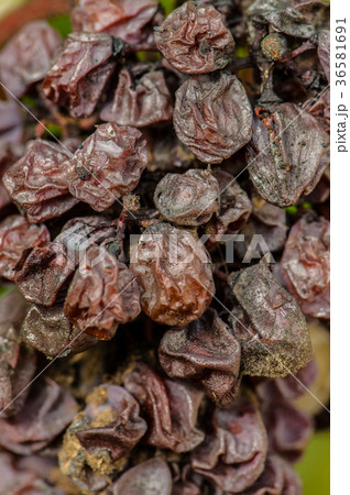 Noble rot wine grape, grapes with mold, Botrytis 36581691