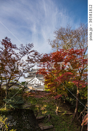 愛知 岡崎公園 紅葉の岡崎城 愛知 岡崎公園 紅葉の岡崎城 36581812