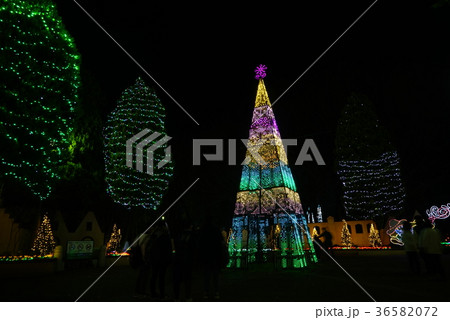 イルミネーション　グリムの森 36582072