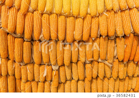 Sweet Corn of Agricultural products in farm 36582431