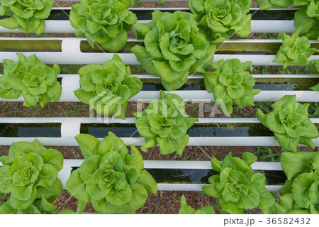 Organic hydroponic vegetable in cultivation farm 36582432