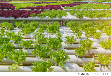 Organic hydroponic vegetable in cultivation farm 36582433