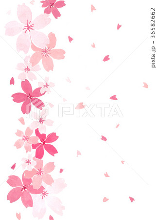桜イメージ背景素材1 36582662