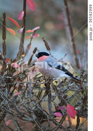 ウソ ウソ 36582999