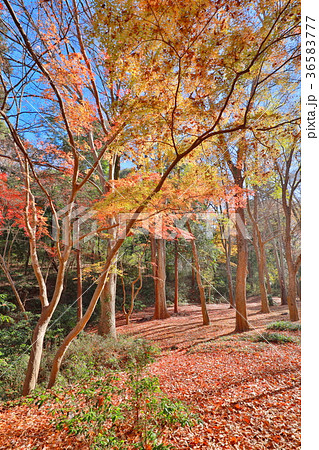 狭山公園 36583777