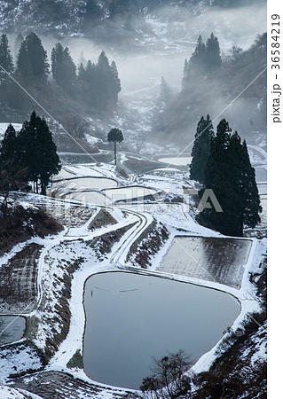 新潟県長岡市山古志 霧が流れる新雪の棚田と養鯉池の夜明け 新潟県長岡市山古志 霧が流れる新雪の棚田と養鯉池の夜明け 36584219