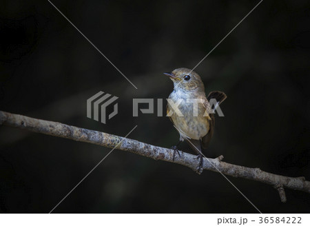 Red-breasted Flycatcher  36584222