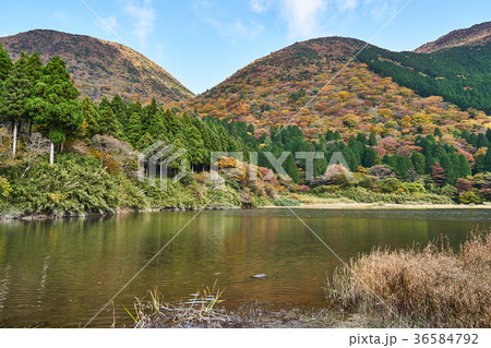 秋の箱根　お玉ヶ池の紅葉 36584792