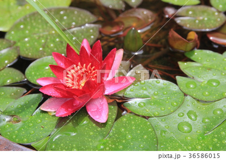 モネの庭の睡蓮の花 モネの庭の睡蓮の花 36586015