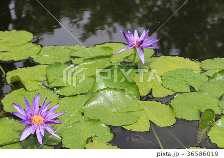 モネの庭の睡蓮の花の写真素材