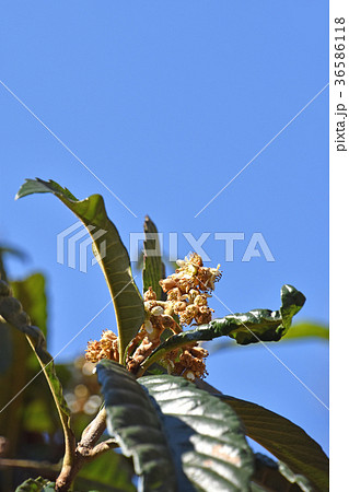 ビワ(枇杷)の木 ビワ(枇杷)の木 36586118