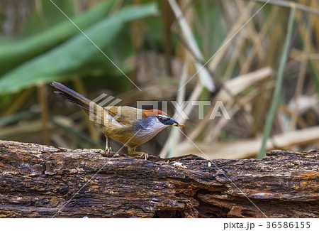 Timalia pileata 36586155