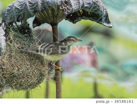 Bird (Plain Prinia) build bird nest in the nature Bird (Plain Prinia) build bird nest in the nature 36586161