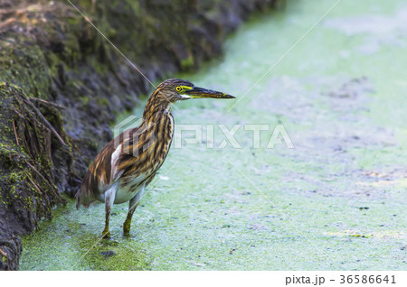 Javan Pond Heron 36586641