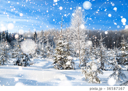 winter landscape with the forest and blue sky winter landscape with the forest and blue sky 36587167