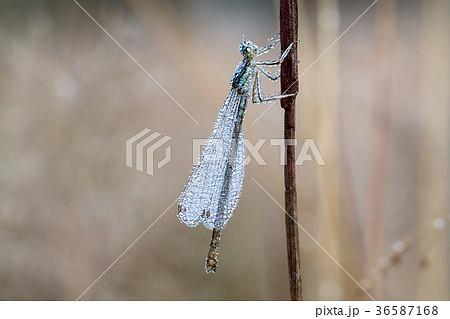 dragonfly with dew drops on a summer meadow macro 36587168