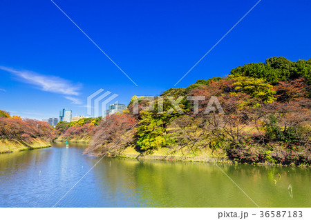 東京 千鳥ヶ淵の紅葉 東京 千鳥ヶ淵の紅葉 36587183