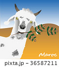 The goat is holding a branch of an argan tree with 36587211