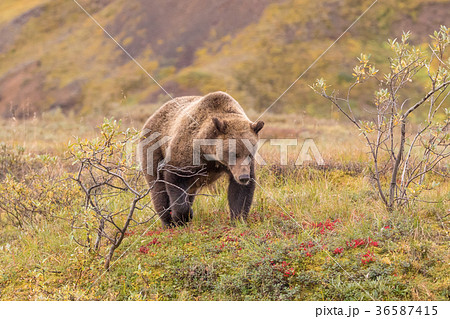 Grizzly Bear in Alaska Grizzly Bear in Alaska 36587415