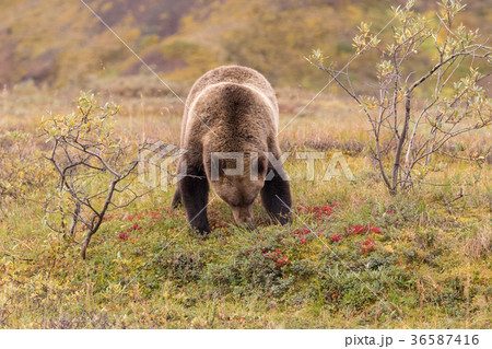 Grizzly Bear in Alaska 36587416