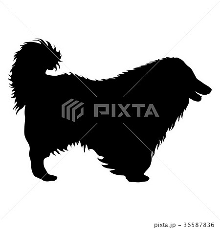 Airedale terrier dog silhouette on a white Airedale terrier dog silhouette on a white 36587836