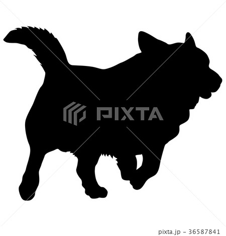 Welsh Corgi dog silhouette on a white background Welsh Corgi dog silhouette on a white background 36587841