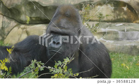 Lowland gorilla on the epic pose of solving his 36588128