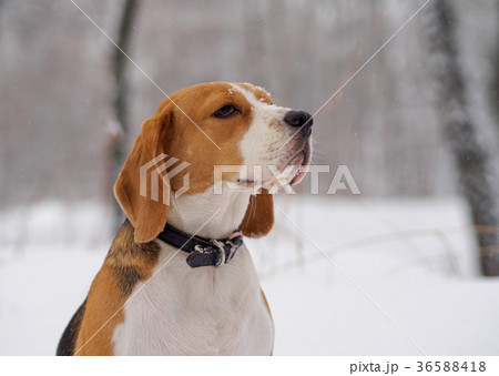 Beagle dog walking in the winter snowy forest 36588418