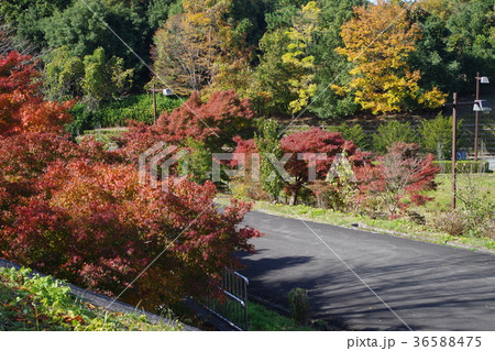 秩父の紅葉 36588475