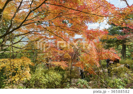 嵐山町 京都嵐山 嵐山渓谷 36588582