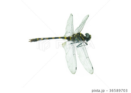 Black dragonfly isolated on a white background Black dragonfly isolated on a white background 36589703