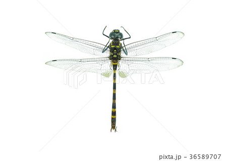 Black dragonfly isolated on a white background 36589707