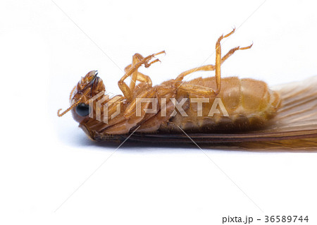 flying termite or Alates isolated on white  36589744