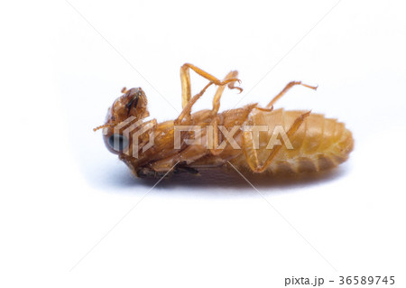 flying termite or Alates isolated on white  36589745