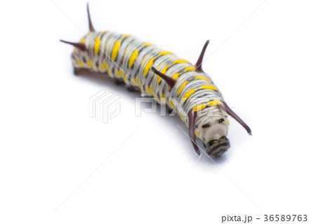 Mature Monarch Caterpillar isolated on white Mature Monarch Caterpillar isolated on white 36589763