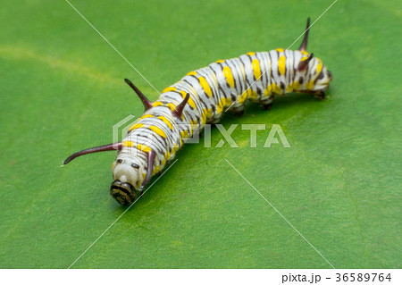Mature Monarch Caterpillar on green leaf Mature Monarch Caterpillar on green leaf 36589764