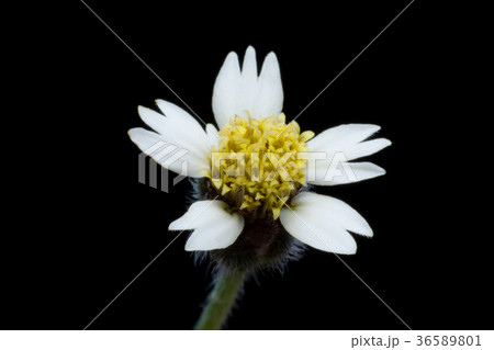 Mexican daisy or Tridax flower on dark background 36589801