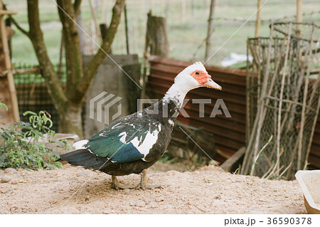 Mute duck. Duck in farm. Duck staring at you 36590378