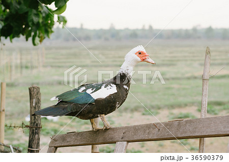 Mute duck. Duck in farm. Duck staring at you.  36590379