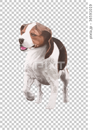 Beagle dog illustration Beagle dog illustration 36591019