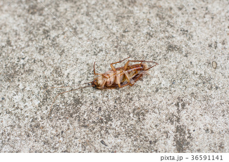 cockroach on concrete floor cockroach on concrete floor 36591141