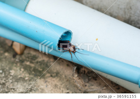 cockroach in pipe cockroach in pipe 36591155