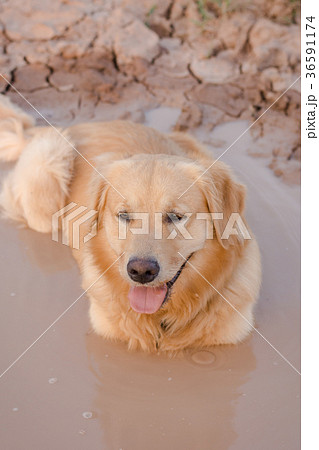 Fun golden retriever dog playing in the mud Fun golden retriever dog playing in the mud 36591174