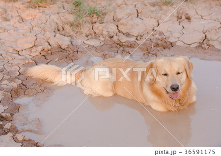 Fun golden retriever dog playing in the mud Fun golden retriever dog playing in the mud 36591175