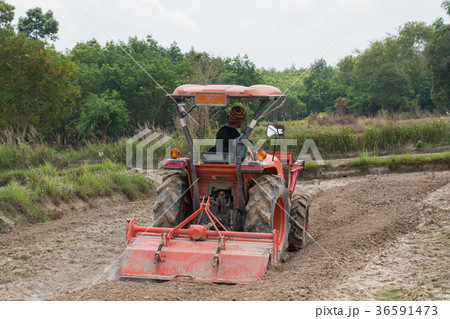 Thai farmers are using a tractor to prepare Thai farmers are using a tractor to prepare 36591473