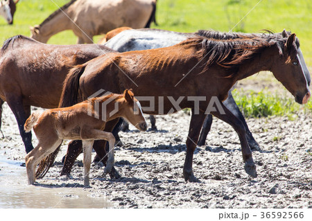Horse on watering places on the lake Horse on watering places on the lake 36592566