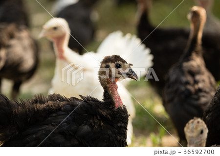 Young turkey on the farm 36592700