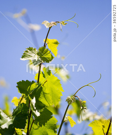 Mustache against grapes against the blue sky Mustache against grapes against the blue sky 36592725