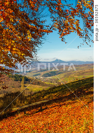 forest in red foliage on sunny autumn day forest in red foliage on sunny autumn day 36592875